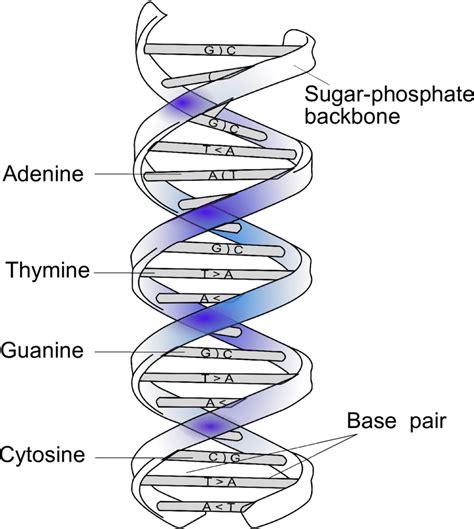 [DIAGRAM] Dna Helix Diagram - MYDIAGRAM.ONLINE