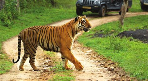 Bandipur Tiger Reserve | Media India Group