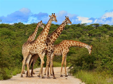 Kenya Wildlife Safari | Private Tour| Enchanting Travels