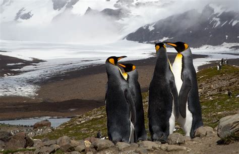 King penguins at risk from climate change – antarcticstories