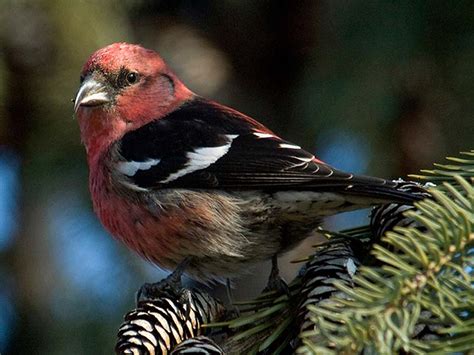 Crossbill, White-winged | Chicago Botanic Garden