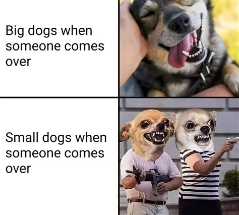 Big dogs vs Small dogs : r/memes