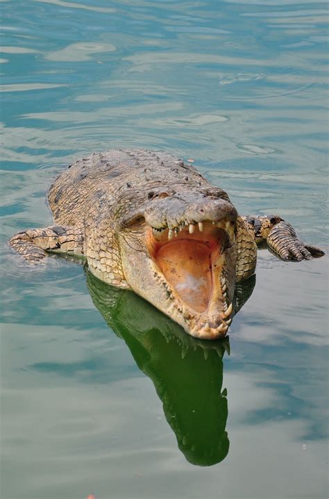 A picture of a crocodile with mouth wide open. - About Wild Animals