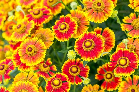 14 Best Fall-Blooming Flowers for Your Perennial Garden