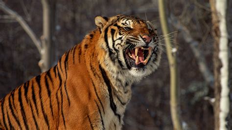 Footage of wild Siberian tiger captured in northeast China - CGTN