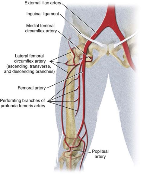 Vascular Anatomy of the Pelvis | Radiology Key