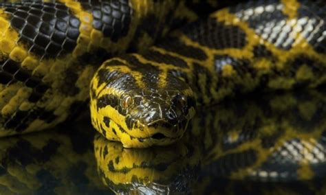 Titanoboa vs Anaconda: What Are the Differences? - IMP WORLD