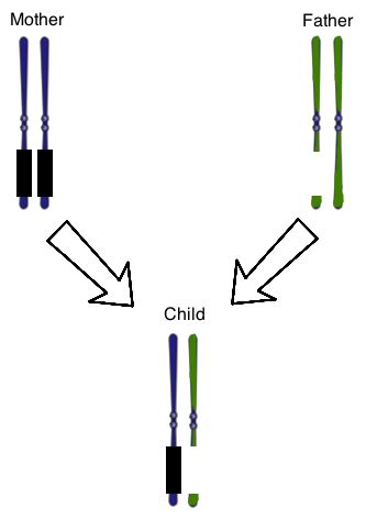 Cell Biology, Molecular Biology, and Genetics - MCAT Biology