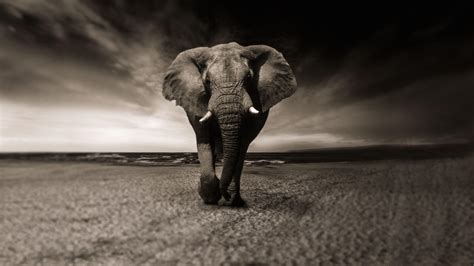 Elephant Laptop HD Wallpapers - Top Free Elephant Laptop HD Backgrounds ...