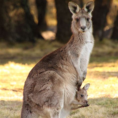 kangaroo, Marsupial Wallpapers HD / Desktop and Mobile Backgrounds