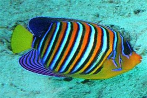 Royal angelfish (Pygoplites diacanthus)