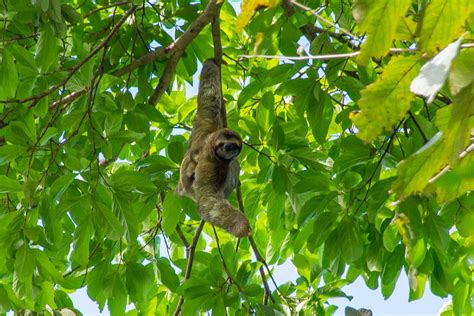 Wildlife in Costa Rica: 25 Must-See Animals and Where to See Them!