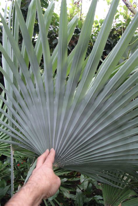 Trachycarpus princeps | Pan Global Plants