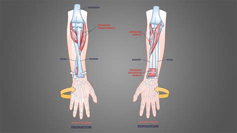 Supinated vs Pronated Grip: The Differences Explained - Inspire US