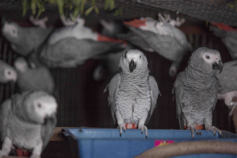 Grey area: The illicit parrot trade and SA’s captive-breeding industry ...