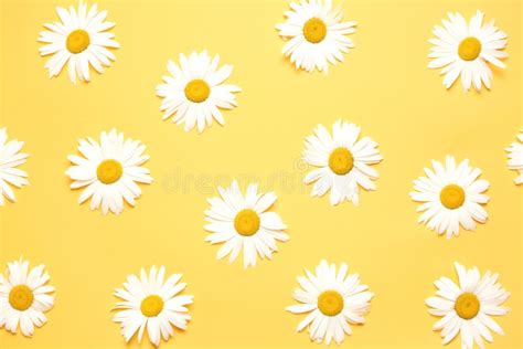 Daisy Camomile Top View on Yellow Background Texture.Summer Backdrop ...