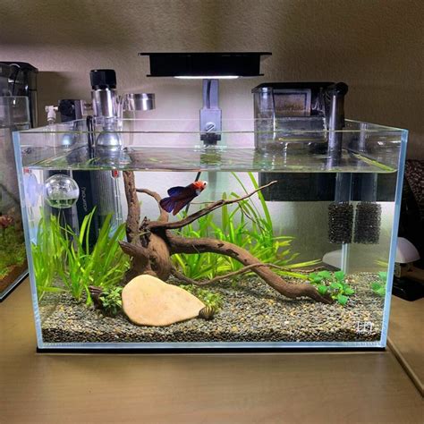 Best Betta Fish Tank Discount Outlet, Save 41% | jlcatj.gob.mx