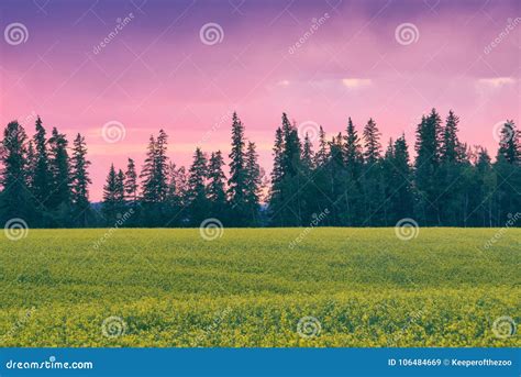 Canola Field Pink Sunset stock image. Image of crop - 106484669