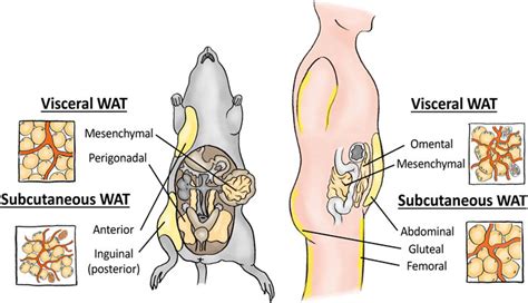 Frontiers | Of mice and men: Pinpointing species differences in adipose ...