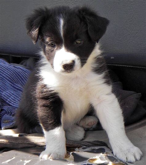 Cute Puppy Dogs: brown border collie puppies