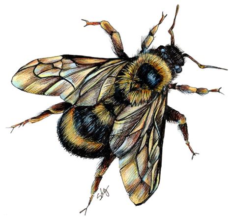 Realistic Bumble Bee Drawing Laptop & iPad Skin by Steph Greenwald ...