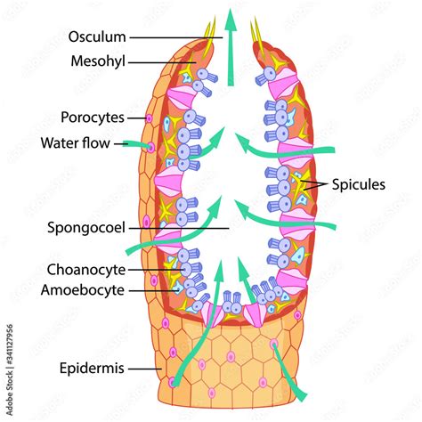 Vector illustration of a marine sponge. Marine sponge diagram with ...