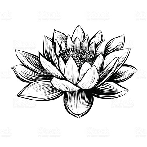 Water Lily Drawing Outline | Free download on ClipArtMag