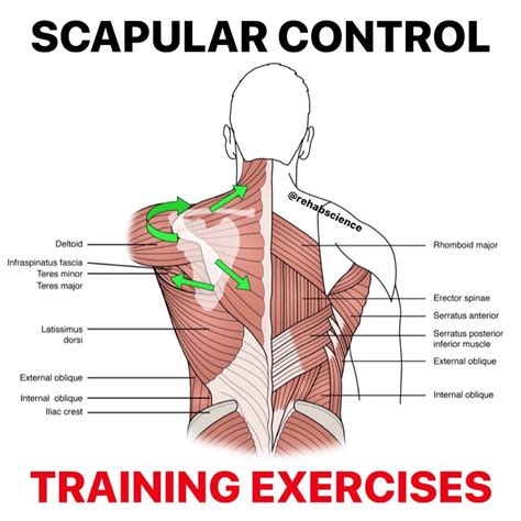 Top 5 Fridays! 5 Scapular Control Exercises | Modern Manual Therapy ...