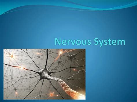 PPT - Functions and Parts of the Nervous System PowerPoint Presentation ...