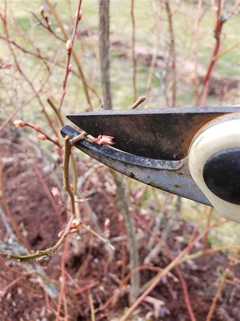 Pruning Blueberry Bushes & Blueberry Bush Care For A Larger Harvest