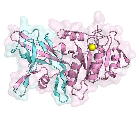 Enzymes Structure