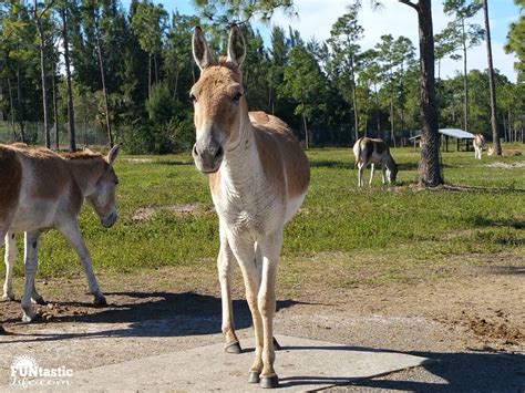 Enjoy Numerous Animal Encounters at Lion Country Safari - Funtastic Life