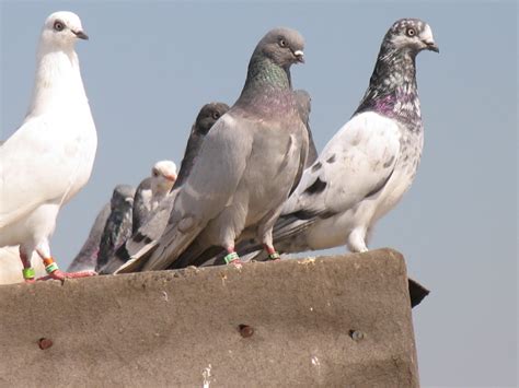 Kabootar Baazi in Pakistan: Baazi waly kabootar (pigeon)