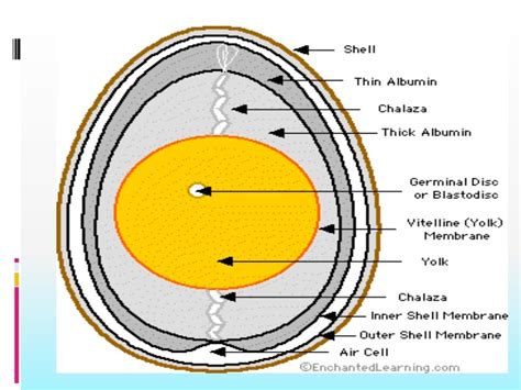 Parts of-the-egg (1)