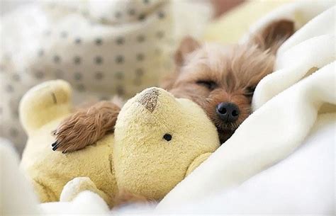 Adorable Puppies Sleeping With Their Toys | Unp.me