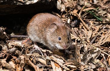 Calgary Vole Pest Control & Exterminator Services