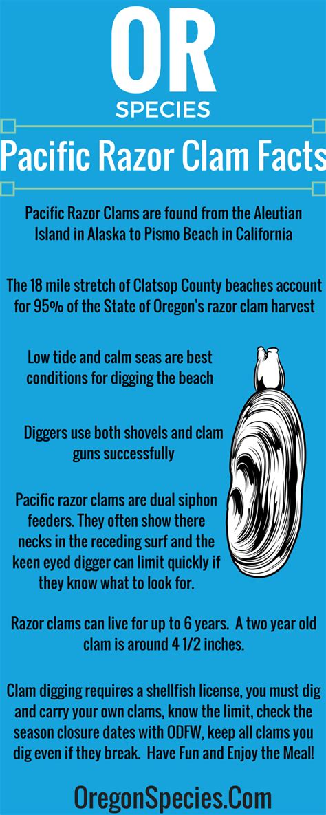 Pacific Razor Clam Facts - Oregon Species | Clatsop county, Oregon ...