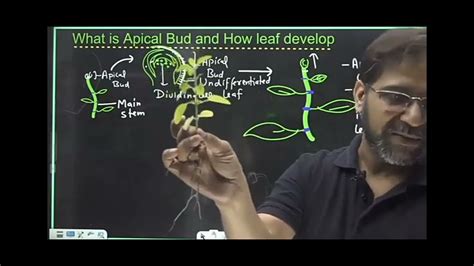 Showing of apical bud,axillary bud,branch,node by Tarun Sir - YouTube