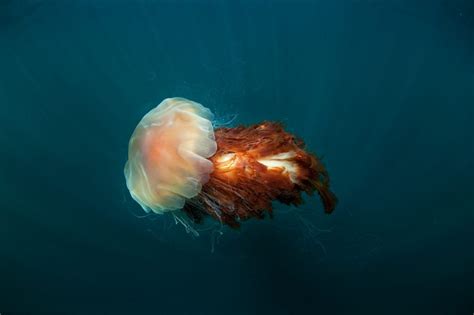 Lion's Mane Jellyfish - American Oceans