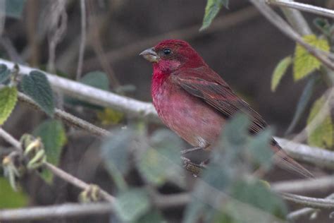 Common Rosefinch (Carpodacus erythrinus) :: BirdWeather