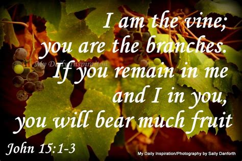 I am the vine; you are the branches