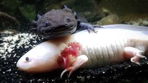 Water Pet Salamanders