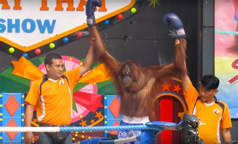 Bangkok Zoo Show Forces Orangutans Into Boxing Ring - The Dodo