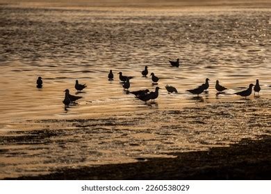 Beautiful Sunset Colours Birds Silhouette Stock Photo 2260538029 ...