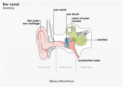 The ear canal: Anatomy, diagram, and common conditions