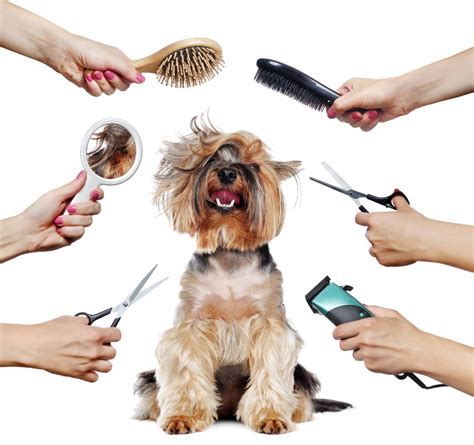 Dog Grooming - Muttz with Mannerz™