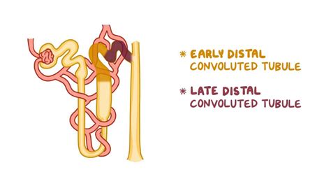 Distal Convoluted Tubule Diagram