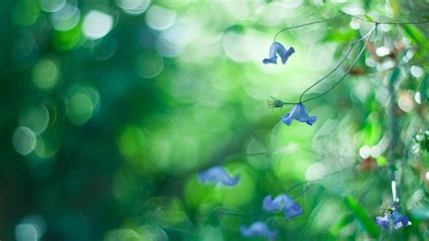 Nature Bokeh Wallpapers - Top Free Nature Bokeh Backgrounds ...