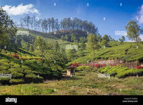 Tea plantation Cameron highlands Stock Photo - Alamy