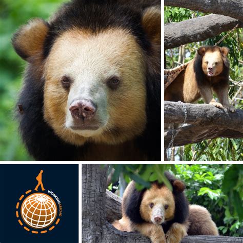 Bear Sanctuary Volunteer Project, Cambodia | Bear, Moon bear, Cambodia